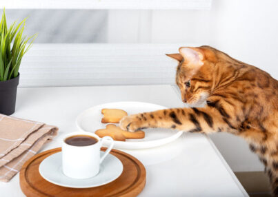 Alimentos prohibidos para gatos que debes evitar a toda costa