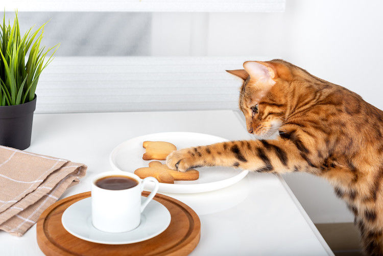 Alimentos prohibidos para gatos que debes evitar a toda costa