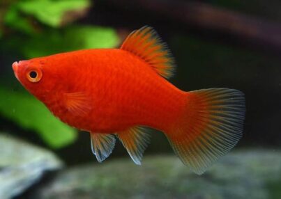 Cómo elegir el acuario correcto para tus peces de agua dulce
