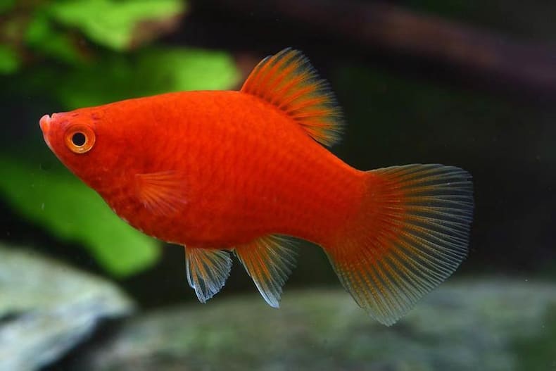 Cómo elegir el acuario correcto para tus peces de agua dulce