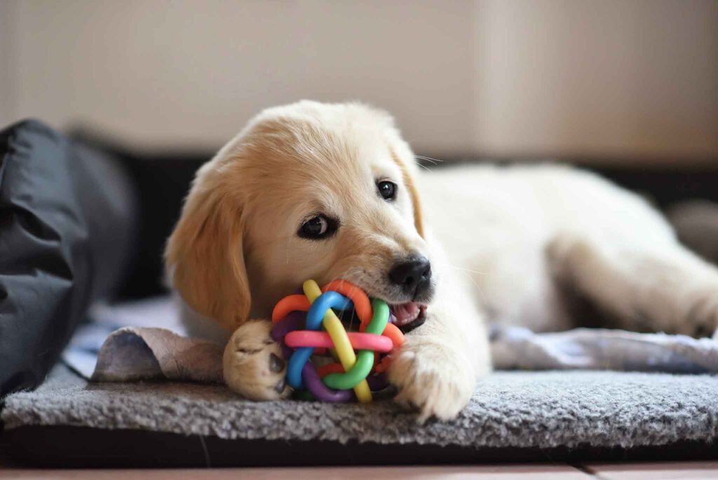 Cómo eliminar el olor a orina de mascota de forma definitiva