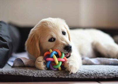 Cómo eliminar el olor a orina de mascota de forma definitiva