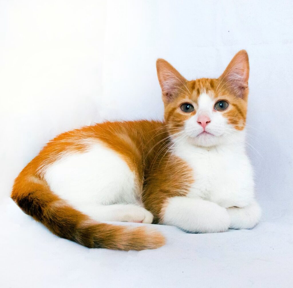Cómo entender el lenguaje corporal de tu gato