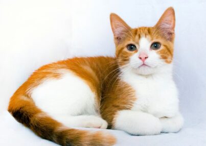 Cómo entender el lenguaje corporal de tu gato