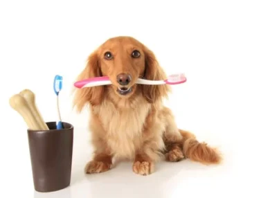 Cómo limpiar los dientes de tu perro en casa paso a paso