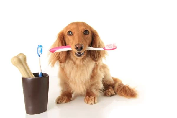 Cómo limpiar los dientes de tu perro en casa paso a paso