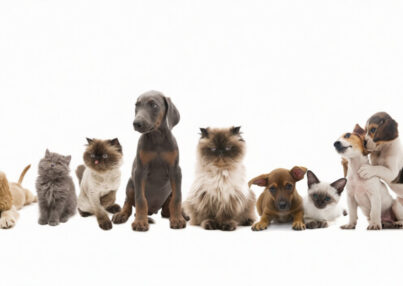 Cómo organizar una convivencia segura para tus mascotas