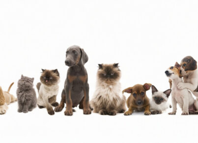 Cómo organizar una convivencia segura para tus mascotas