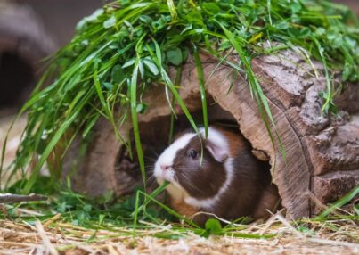Cómo preparar el recinto perfecto para tu cobaya