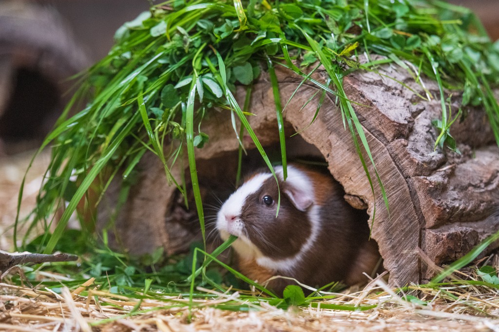 Cómo preparar el recinto perfecto para tu cobaya