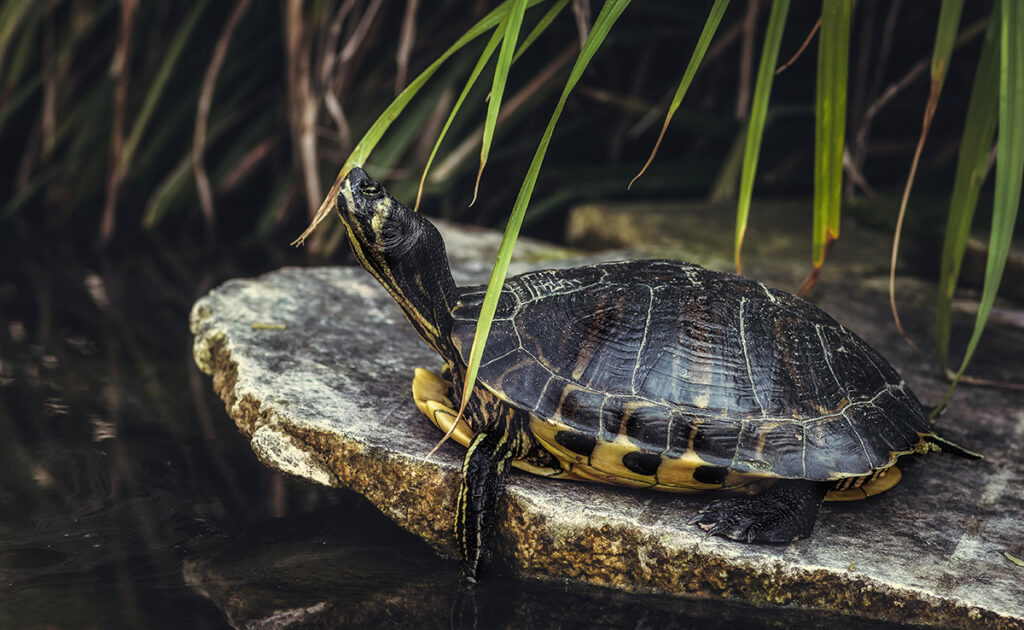 Cómo saber si tu tortuga de agua está sana