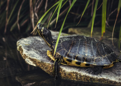 Cómo saber si tu tortuga de agua está sana
