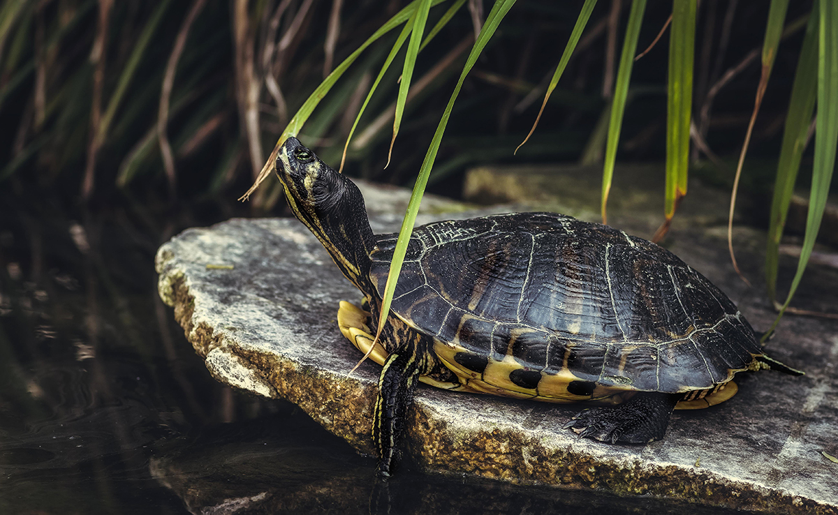 Cómo saber si tu tortuga de agua está sana
