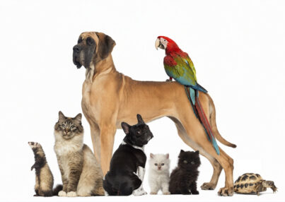 Compromiso con la adopción responsable y el bienestar animal