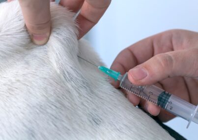La importancia de la inmunización en animales de compañía