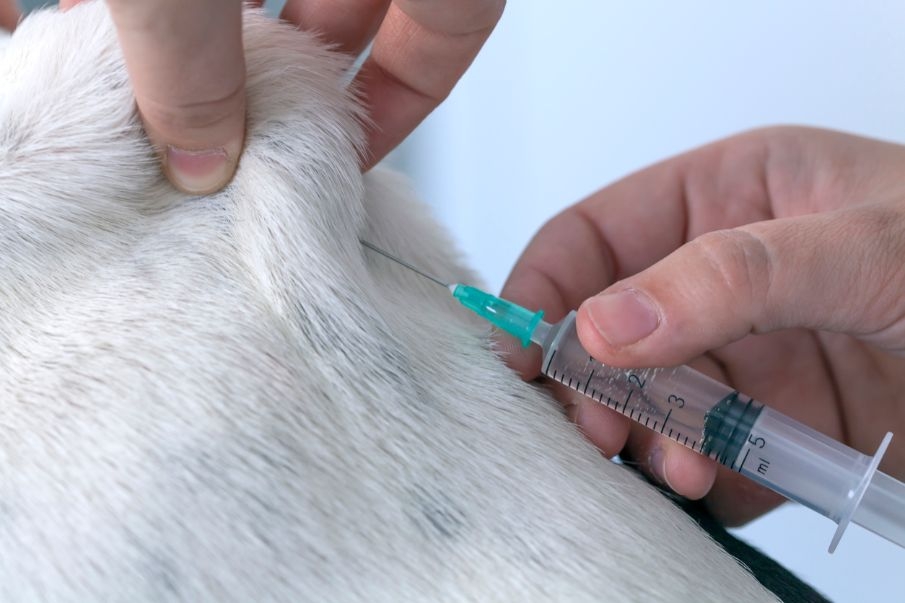 La importancia de la inmunización en animales de compañía