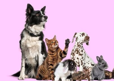 Las mejores aplicaciones para animales por qué elegir MascotLove