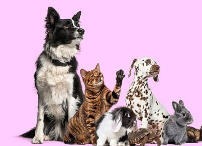 Las mejores aplicaciones para animales por qué elegir MascotLove
