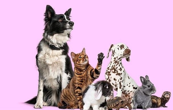 Las mejores aplicaciones para animales por qué elegir MascotLove