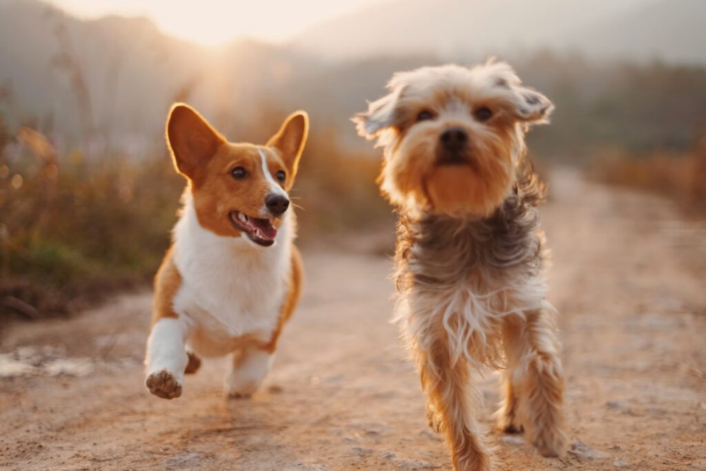 Los mejores ejercicios para perros según su raza y edad