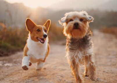 Los mejores ejercicios para perros según su raza y edad