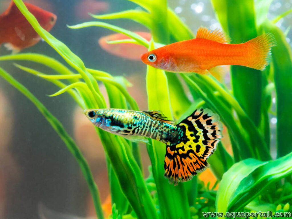 Peces de agua fría más resistentes para tu primer acuario