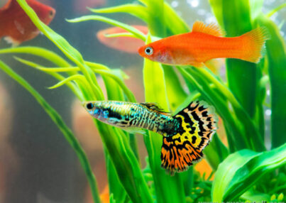 Peces de agua fría más resistentes para tu primer acuario