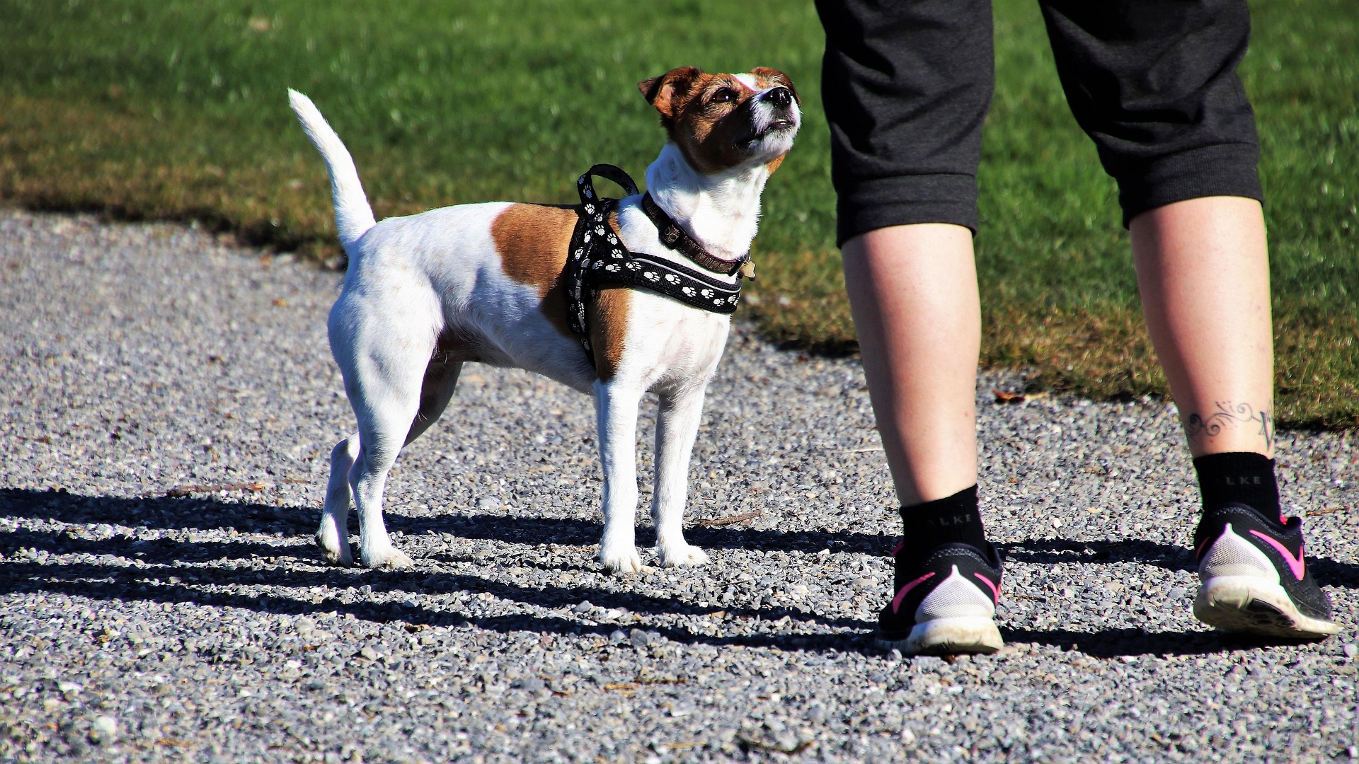 MascotLove guía de Parques y Espacios MascotLove guía de Parques y Espacios
