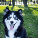 Foto del perfil de Odie
