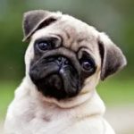 Foto del perfil de Boby
