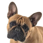 Foto del perfil de Lucky