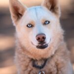 Foto del perfil de Azul