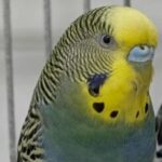 Foto del perfil de Bebe