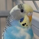 Foto del perfil de Blue