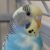 Foto del perfil de Blue