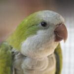 Foto del perfil de Buba