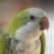 Foto del perfil de Buba