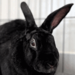 Foto del perfil de Bunny