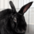 Foto del perfil de Bunny