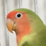 Foto del perfil de Capri