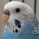 Foto del perfil de Celeste