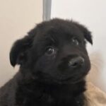 Foto del perfil de Choco