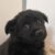 Foto del perfil de Choco