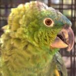 Foto del perfil de Cloclo