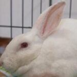 Foto del perfil de Copito