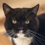 Foto del perfil de Oreo