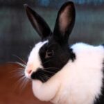 Foto del perfil de Gordi