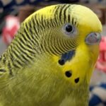 Foto del perfil de Kiko