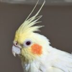 Foto del perfil de Lola