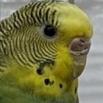 Foto del perfil de Mochi